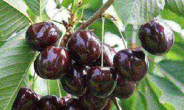 Ripe cherries Iput