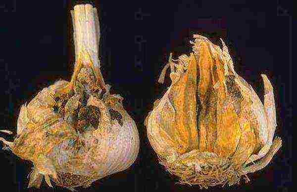 Cervical rot