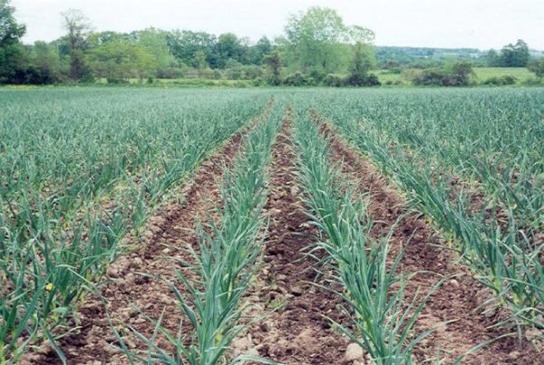 The cost of growing garlic is less than other vegetables