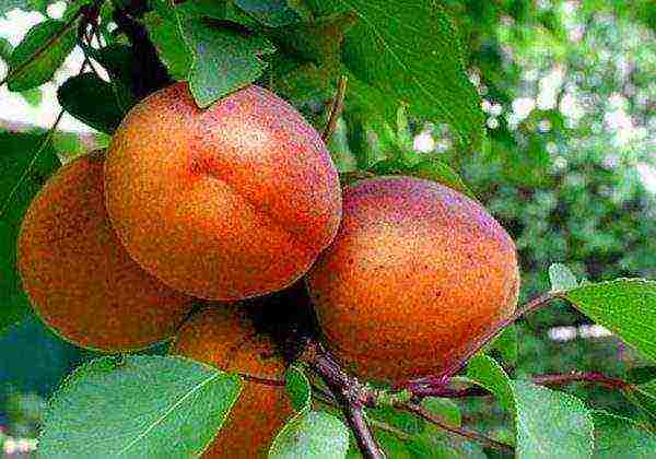 Red-cheeked apricot fruit