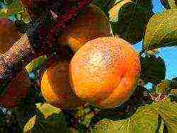 apricot best varieties