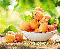 apricot best varieties