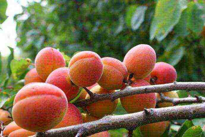 apricot best varieties