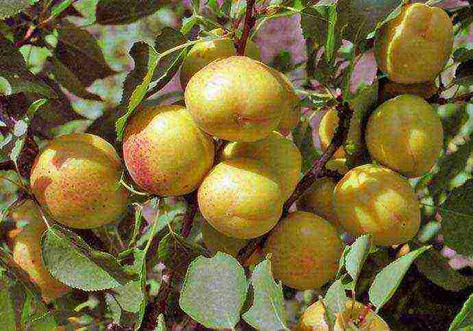 apricot best varieties