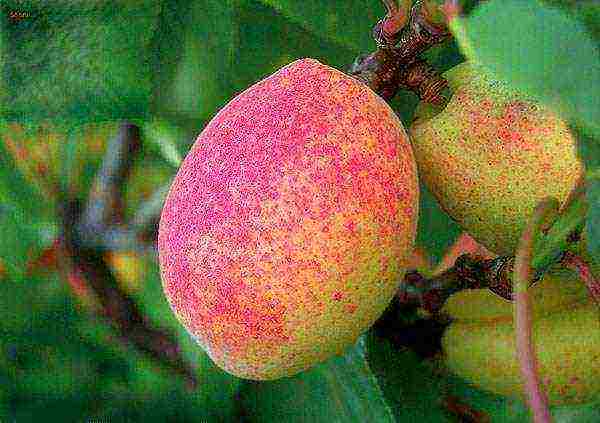 apricot best varieties