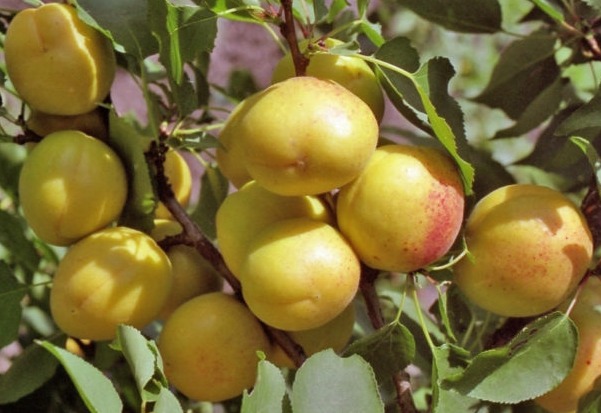 apricot best varieties