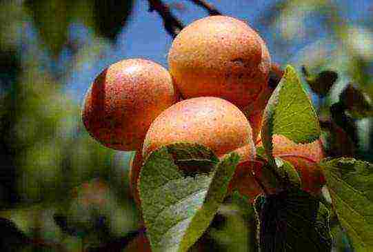 apricot best varieties