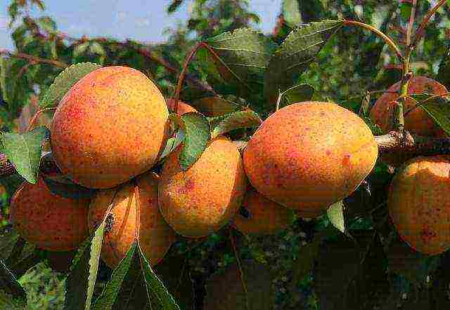 apricot best varieties