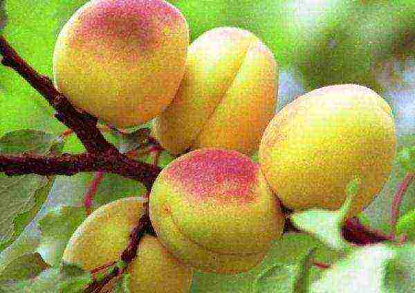 apricot best varieties