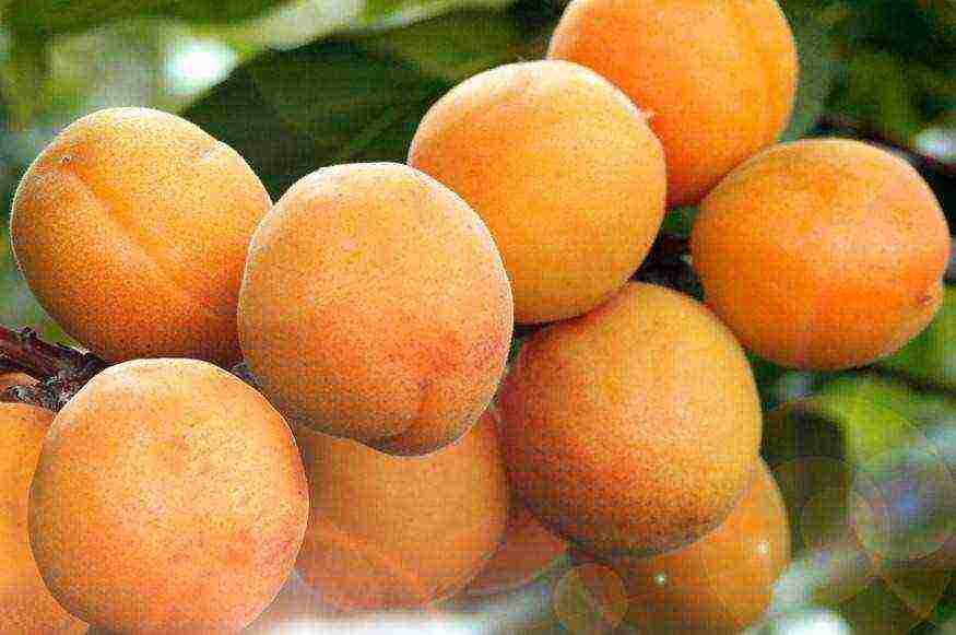 apricot best varieties