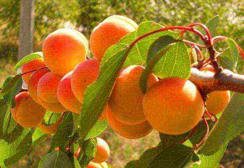 apricot best varieties