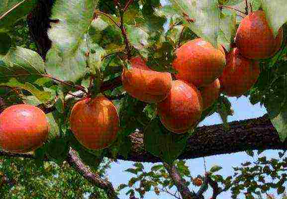 apricot best varieties