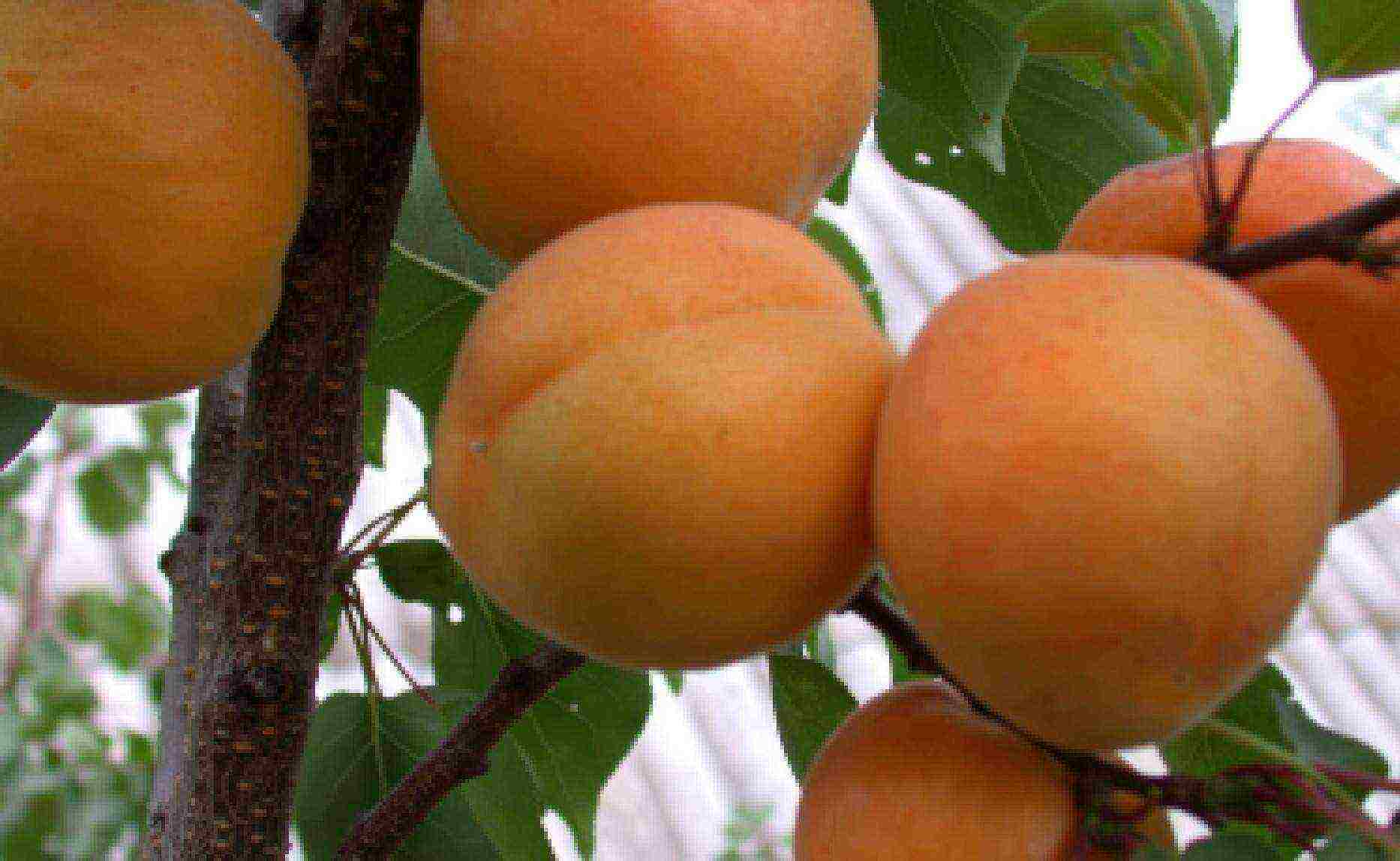 apricot best varieties