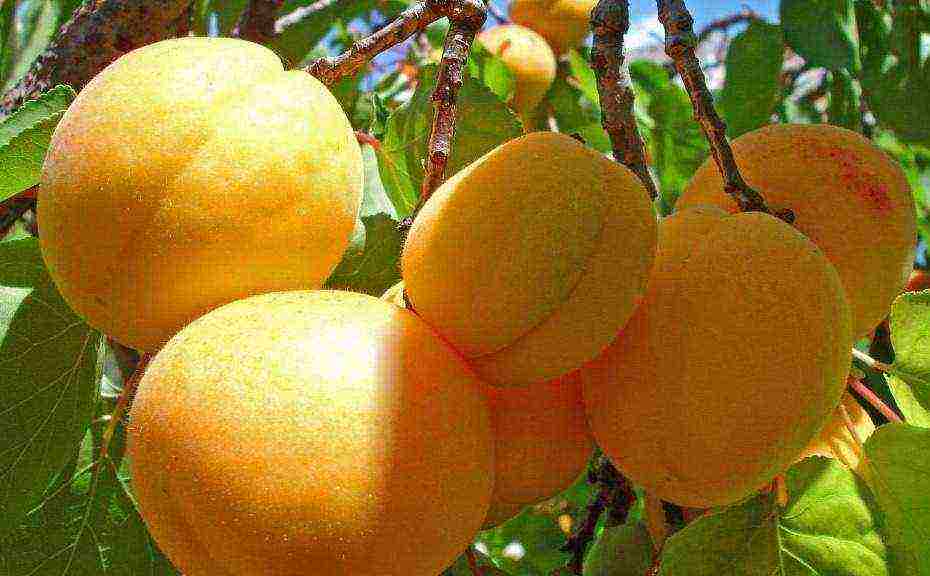 apricot best varieties