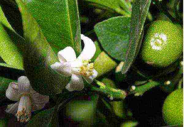 In the first year of fruiting tangerine, part of the flowers are pinched