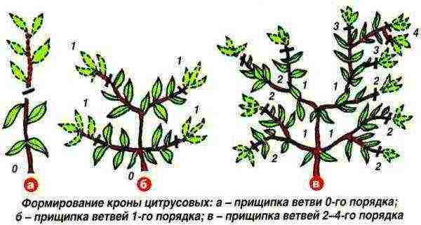 Meyer's lemon pruning scheme