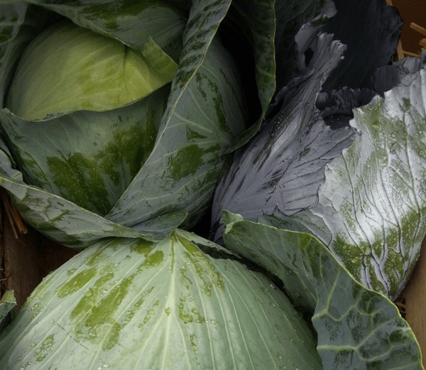 The weight of heads of cabbage variety Aggressor from 2.5 to 5 kg