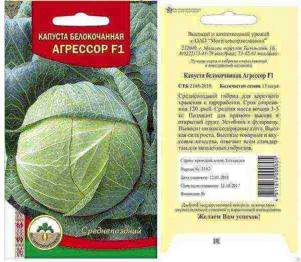 Cabbage Seeds Aggressor