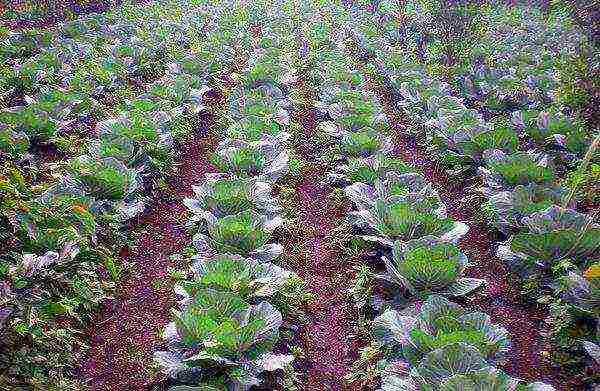 For convenience, the width of the beds for the Aggressor variety should be 2-3 heads of cabbage