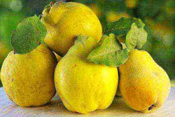 Quince is recommended to be taken with honey for stomach diseases and liver disorders