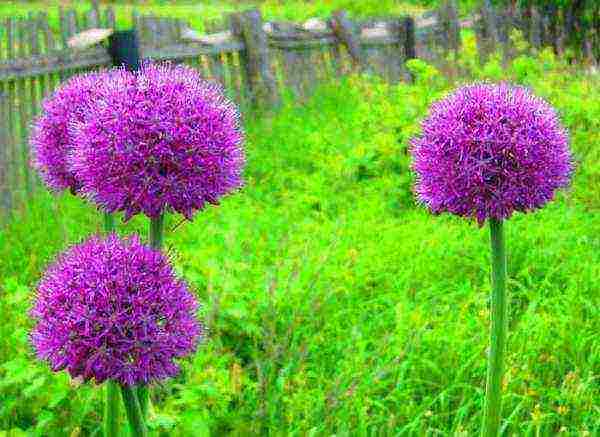 Ornamental garlic during flowering