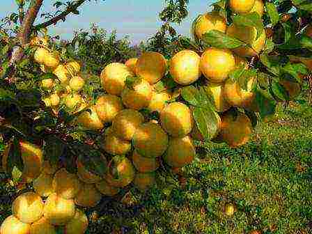 Ripe cherry plum fruits on a bush, ready to harvest