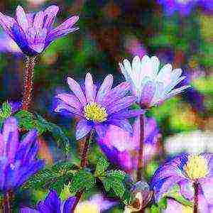 anemone lord lieutenant planting and care in the open field