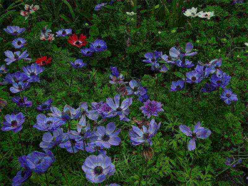 anemone lord lieutenant planting and care in the open field