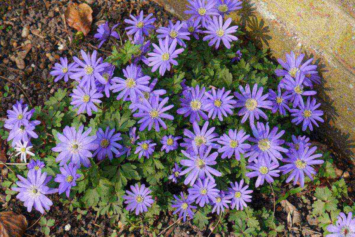 anemone lord lieutenant planting and care in the open field