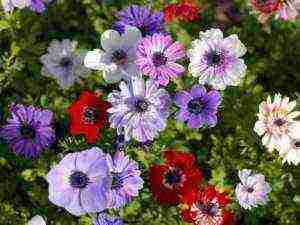 anemones de caenne planting in the fall and care in the open field