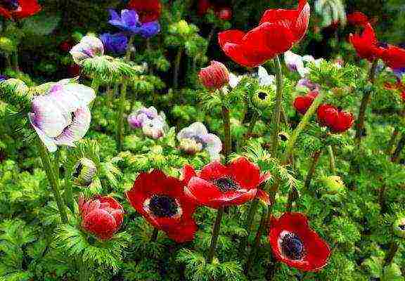 anemones de caenne planting in the fall and care in the open field