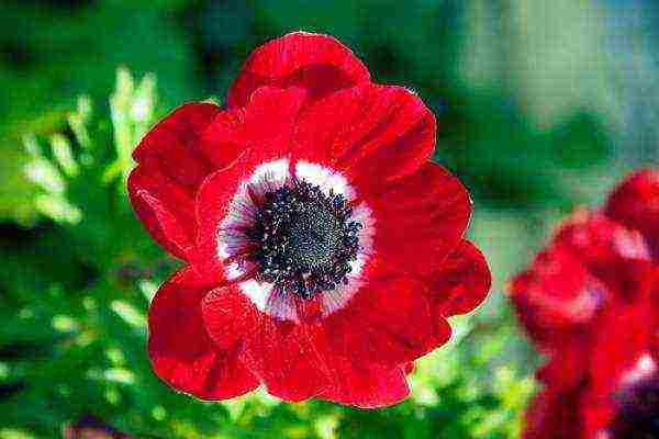 anemones de caenne planting in the fall and care in the open field