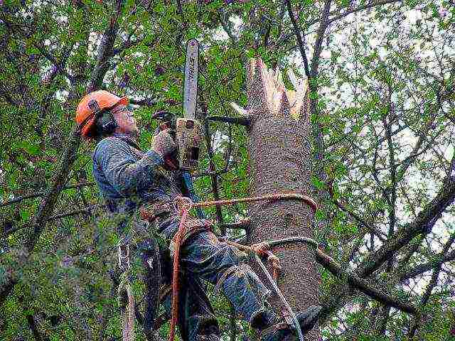Pruning at height with special equipment