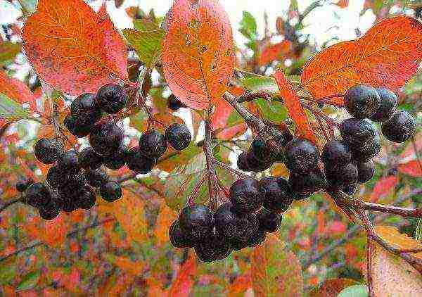 Black chokeberry or black chokeberry