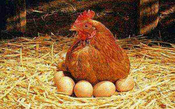Hen laying hen