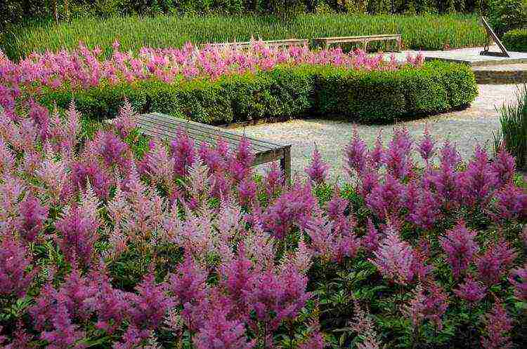 astilba planting and care in the open field for the winter