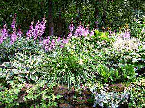 astilba planting and care in the open field for the winter