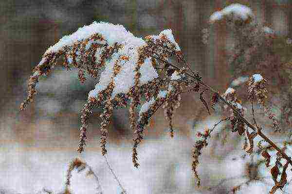 astilba planting and care in the open field for the winter