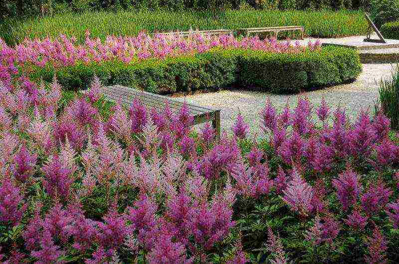 astilba planting and care in the open field for the winter