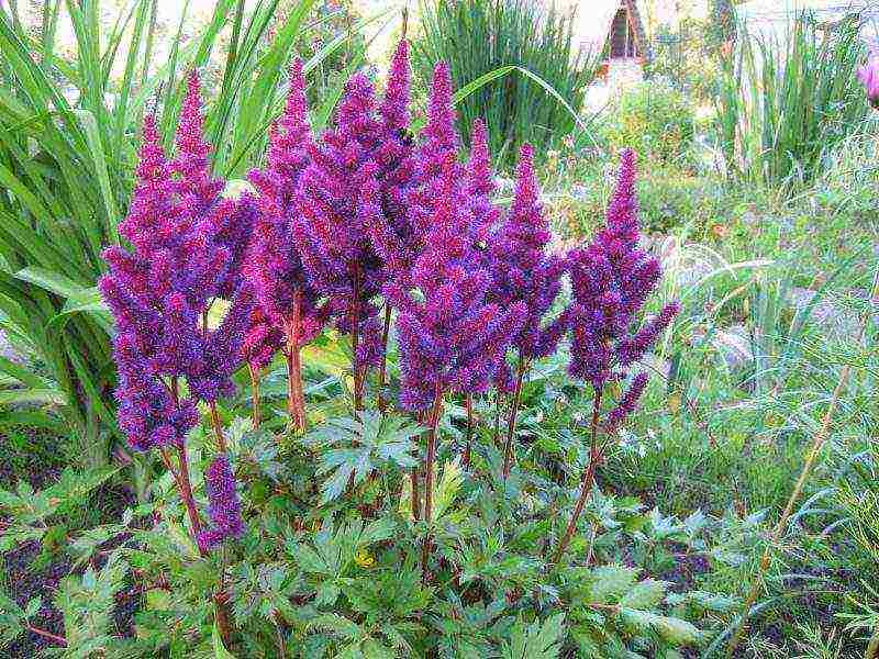 astilba planting and care in the open field for the winter