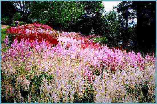 astilba planting and care in the open field for the winter