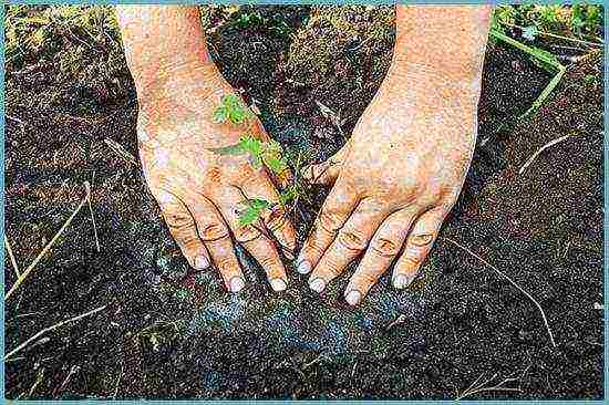 astilba planting and care in the open field for the winter