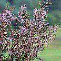 أفضل الدرجات astilbe