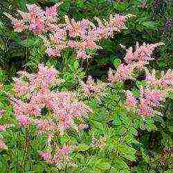 astilbe เกรดดีที่สุด