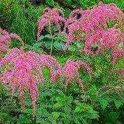 astilbe เกรดดีที่สุด