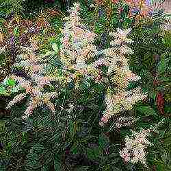 أفضل الدرجات astilbe