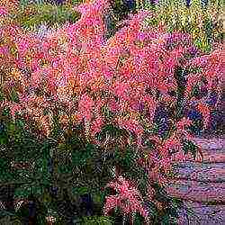 أفضل الدرجات astilbe