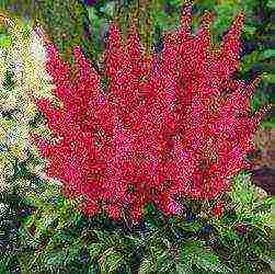 أفضل الدرجات astilbe