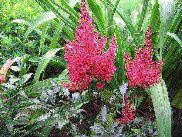 أفضل الدرجات astilbe