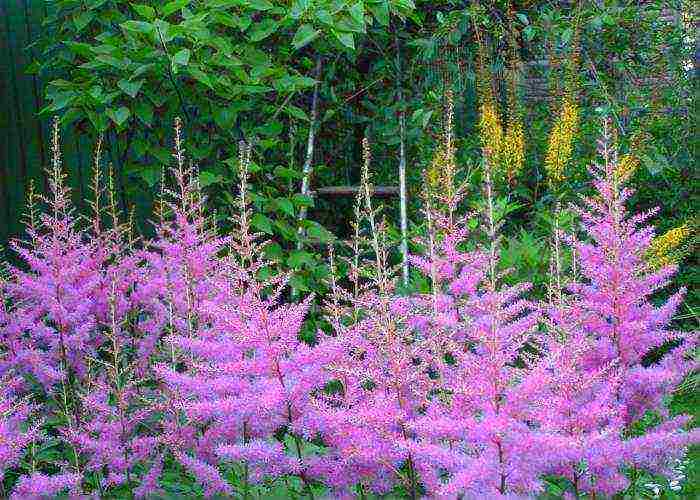 astilbe pinakamahusay na mga marka